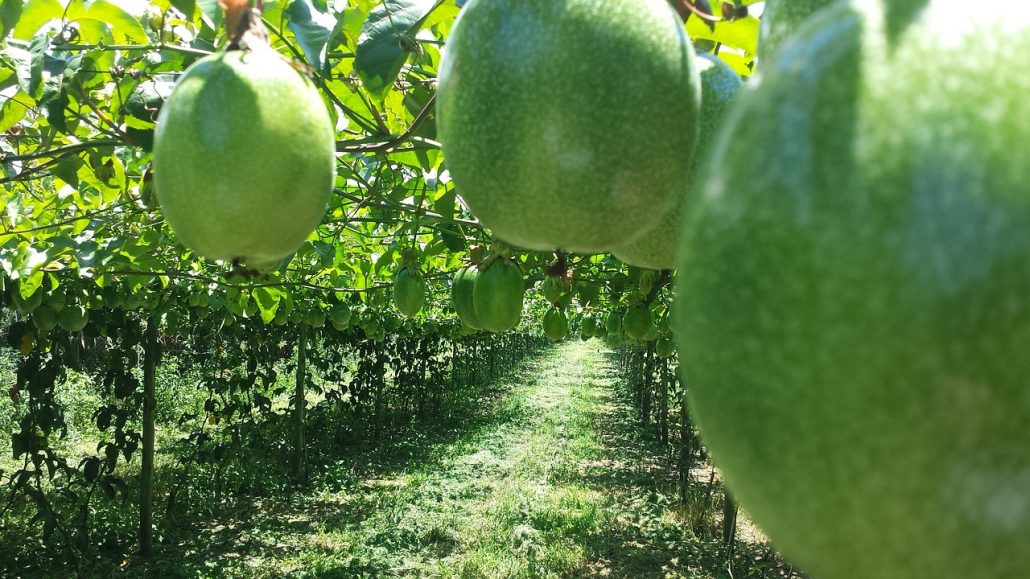 passion fruit, agriculture, agronomy